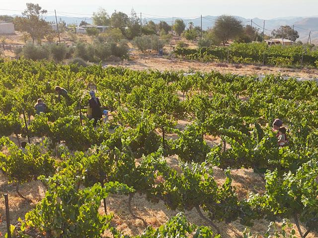 Vineyards in Tekoa, Israel. Photo Credit: Courtesy.