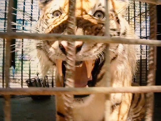 Tiger Zoo