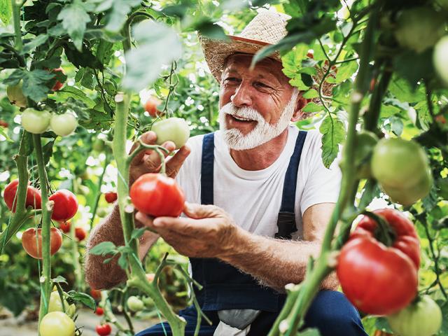 an older man harvesting tomatoes