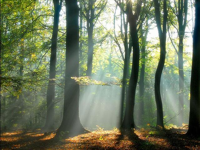 trees-light-serenity