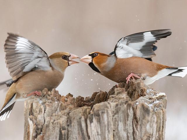 two-birds-fighting