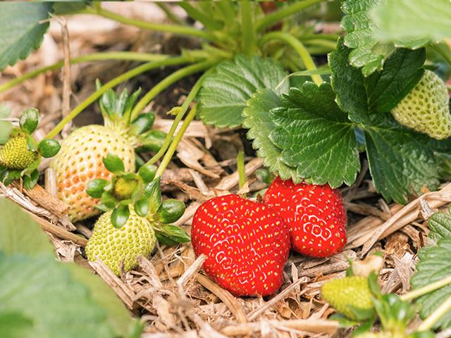 unripe strawberries fruit