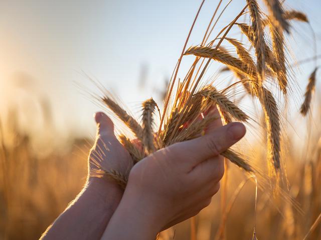 hands holding wheat in a wheat field