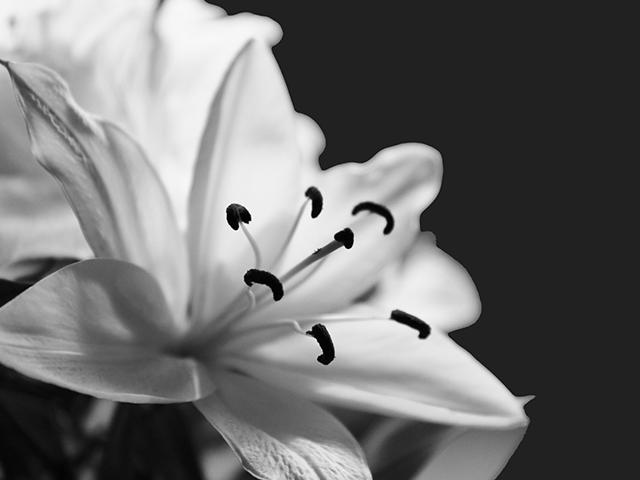 white-lily-flower_SI.jpg