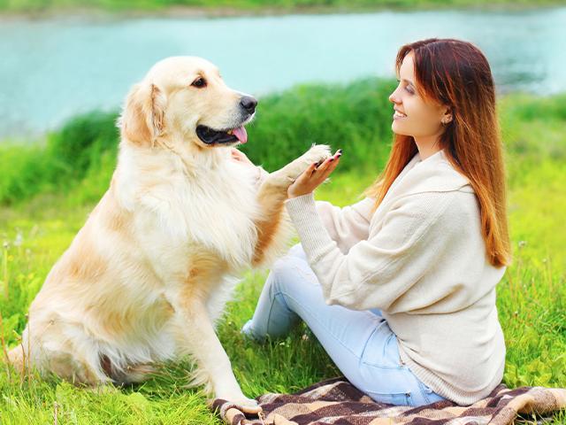 woman training a golden retriever