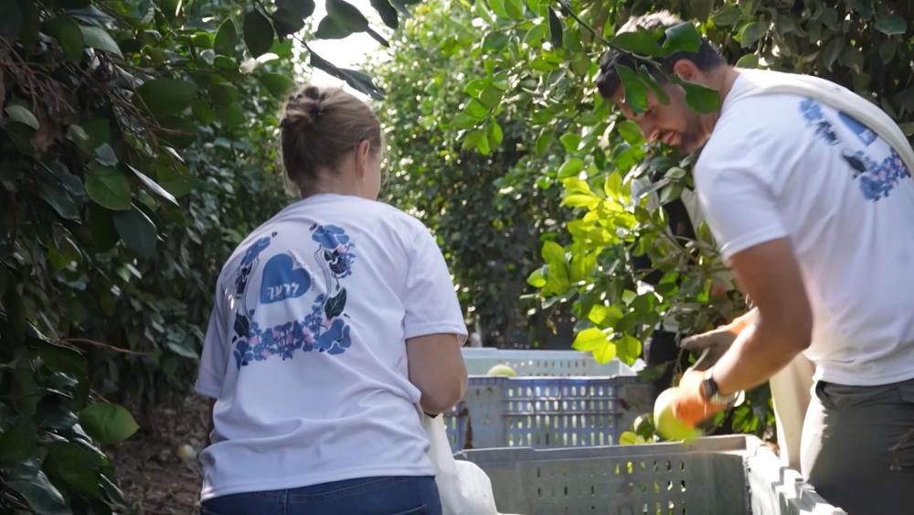 FIRM volunteers help harvest fruit in farms along the Gaza border. Photo Credit: CBN News.