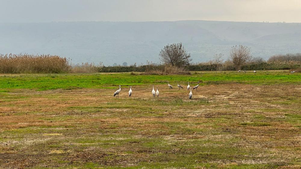 Hula Valley Nature Reserve in northern Israel. Photo Credit: CBN News.