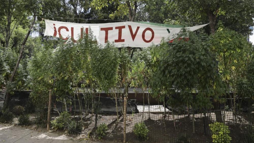 Esta fotografía del jueves 19 de noviembre de 2020 muestra plantas de marihuana sembradas frente al Senado, en la Ciudad de México. (AP Foto/Eduardo Verdugo)