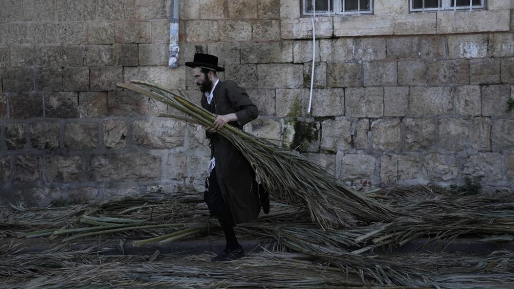 An Ultra-Orthodox Jewish man gathers branches to make a shelter for the holiday of Sukkot, in the Mea Shearim neighborhood in Jerusalem, Wednesday, Oct. 16, 2024. (AP Photo/Mahmoud Illean)