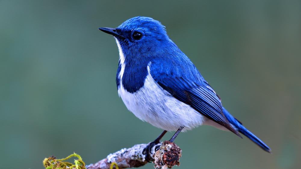 New Research Shows Birdsong Can Keep You Feeling Chirpy! - Goodnet