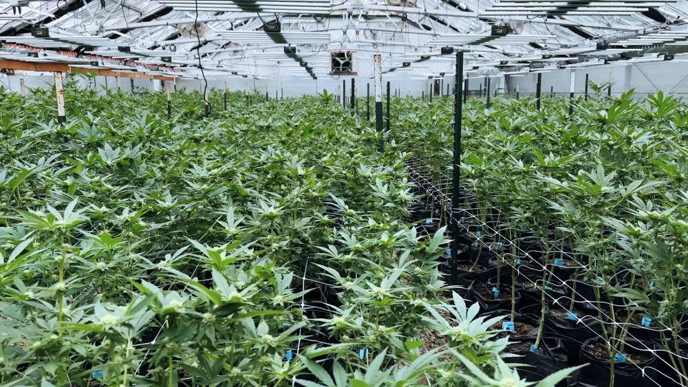 A marijuana farm