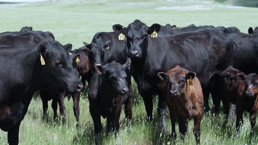 South Dakota Cattle