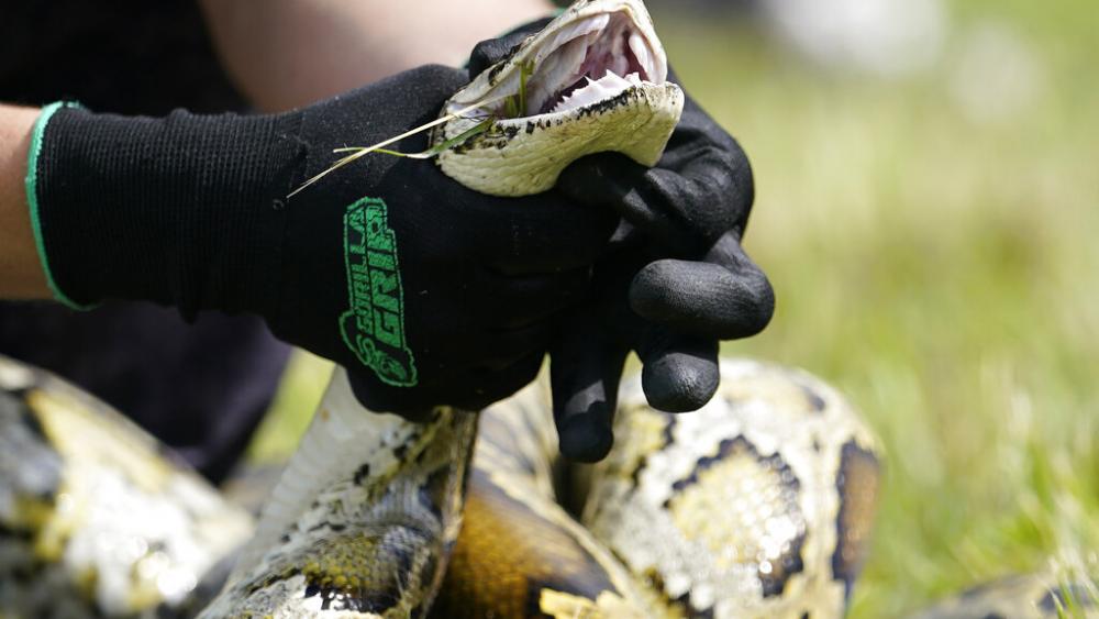 A Burmese python shown in a safe capture demonstration where FL Gov. Ron DeSantis announced that registration for the 2022 Florida Python Challenge has opened for the 10-day event to be held Aug 5-14 (AP Photo/Lynne Sladky)