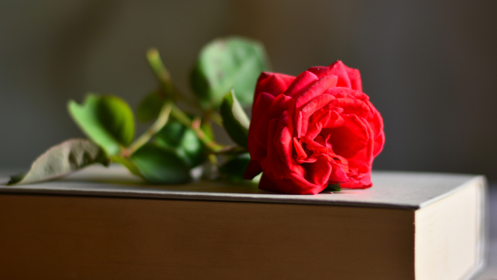valentine&#039;s day rose