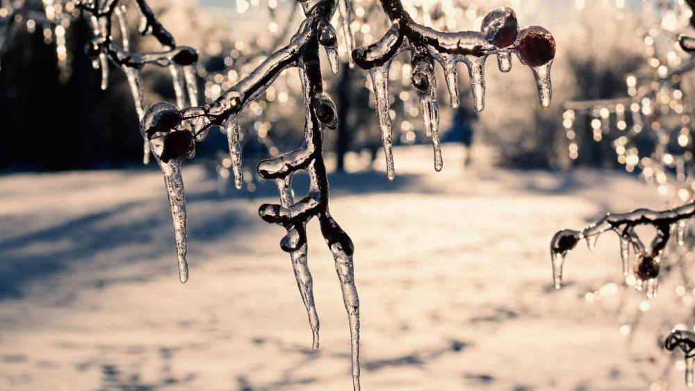 snowiciclesbranchesas