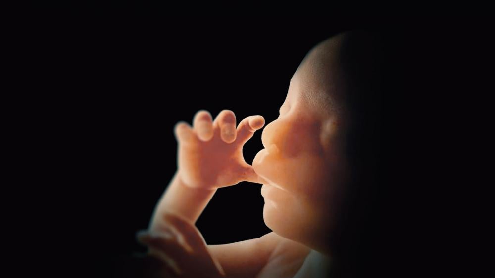Unborn Baby, Fetus
